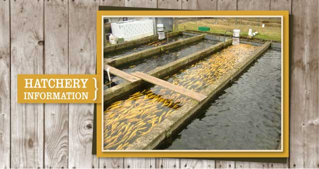 Hatchery pool